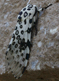 Giant Leopard Moth